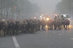 Nguy hiểm cận kề từ đàn trâu hàng trăm con thả rông