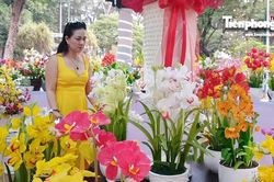 Người Sài Gòn trẩy hội hoa xuân ngắm 'kỳ hoa dị thảo'