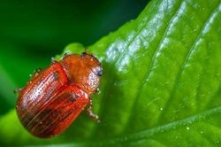 Tại sao sâu bọ lại không thể đi đường thẳng?