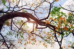Hà Nội đêm lạnh, ngày nắng ấm