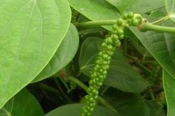 Giá tiêu hôm nay 8/2: Dự báo cung giảm, cầu tăng, xuất khẩu trở lại, nhà đầu cơ tích cực chờ thời
