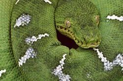 Những kẻ 'ôm cây' trong thế giới tự nhiên