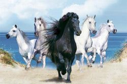 Những bí mật thú vị về loài ngựa