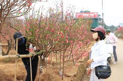 Thủ phủ đào, quất, hoa của Hà Nội rộn ràng ngày cận Tết
