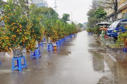 Ảm đạm chợ hoa ngày 28 Tết