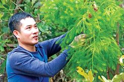 Bí ẩn linh mộc tụ khí thiêng Yên Tử