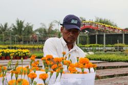 Làng hoa lớn nhất miền Tây đìu hiu, khách thưa thớt