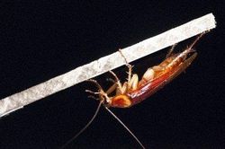 Thuật ẩn thân của gián