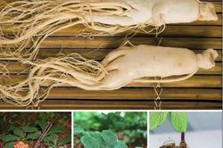 Món ăn thuốc giúp nâng cao sức khỏe người cao tuổi
