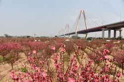 Rực rỡ hoa đào Nhật Tân