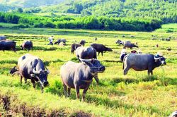 Làng không ăn thịt trâu