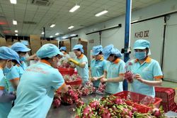 Nông sản miệt vườn chinh phục thế giới