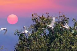 Tết 'dịch' đi đâu để an toàn?