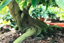 Người trồng mai trên đất cù lao