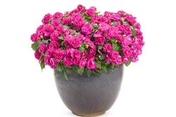 Tử vi hôm nay 11/2 của 12 cung hoàng đạo: Xử Nữ có thể vướng vào những rắc rối trong chuyện tình cảm