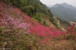 Hé lộ sự thật về 'đào rừng' - cây tự nhiên siêu hiếm, toàn hàng nhà trồng trên đồi
