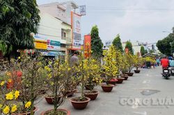 Hoa Tết đêm 30: Có tiền đi trễ cũng về không