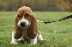 Tại sao động vật nuôi lại có đôi tai cụp?