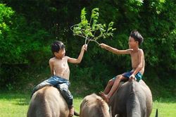 Những mẩu chuyện về con trâu
