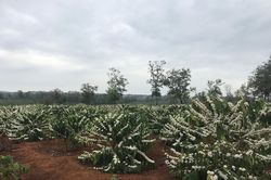 Gia Lai: Mưa xuân hiếm gặp, người trồng cà phê lo lắng