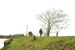 Năm Trâu, kể chuyện 'đầu cơ nghiệp'