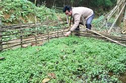 Lá Phá Hom - phong vị ẩm thực ngày Tết của đồng bào dân tộc Dao