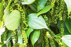 Giá tiêu hôm nay 13/2: Giá tại Trung Quốc, Việt Nam ổn định, Malaysia và Ấn Độ tăng mạnh