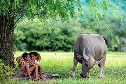 Muôn vẻ con trâu trong đời sống Việt