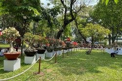 Nơi quy tụ 'kỳ hoa dị thảo' bậc nhất TPHCM vắng lặng khác thường