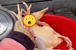 Làm thịt gà để ăn Tết, người phụ nữ nhận được món quà bất ngờ trên chân con vật