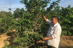 Lên vùng cao nghe chuyện trồng cây mới lạ