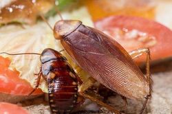 Xay loại lá gia vị này rải nơi gián thường trú ngụ, gian bếp ngày Tết đầy thức ăn muốn thấy gián cũng khó