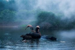 Nuôi trâu ở vùng đàm phá lớn nhất Đông Nam Á