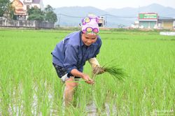 Nông dân Nghệ An ra đồng chăm sóc lúa xuân ngày mùng 3 Tết