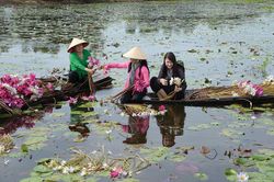 'Màu hoa súng tím'