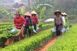 Xuân về trên đất anh hùng