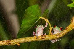 'Lác mắt' với những màn trú mưa siêu đáng yêu của động vật
