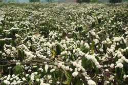Ngỡ ngàng hoa cà phê nở trắng trời