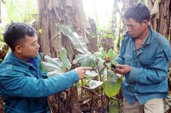 Khu vườn thuốc quý hiếm 'bí ẩn' trên núi, thương lái Trung Quốc đổ tiền săn lùng