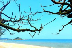 Vẻ đẹp của những cây bàng mồ côi ở biển Cửa Lò trong ngày xuân