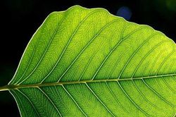 Loài cây phát hiện được chất nổ
