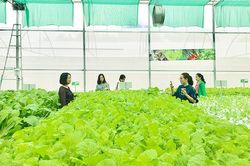 Những giàn rau không mọc lên từ đất