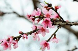 'Năm hết Tết đến' và 'Tết đến Xuân về'