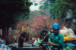 Hoa đào 'đổi phận' khi hết Tết