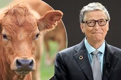 Bill Gates đề xuất ăn 'thịt bò tổng hợp'