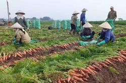 Hải Dương đề nghị các địa phương hỗ trợ tiêu thụ nông sản cho người dân