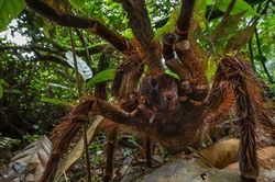 Tìm hiểu về loài nhện 'khổng lồ' nhất thế giới