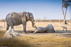Voi cái ôm ngà voi đực đã chết hàng giờ