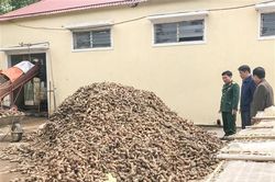 Thu mua hơn 130 tấn củ dong riềng của người dân thôn Xa Ry