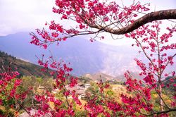 Độc đáo bài thơ Xuân